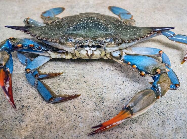 Ловля крабов в Гоа